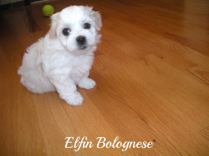 ELFIN BOLOGNESE