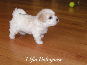 ELFIN BOLOGNESE