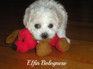 ELFIN BOLOGNESE