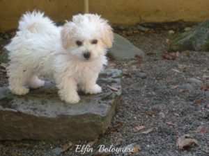 Elfin Bolognese